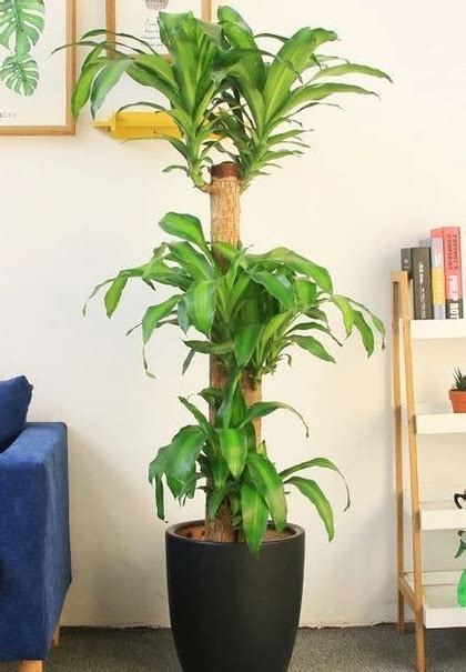 室內植物招財|10種室內大型植物推薦！耐陰好養、風水招財，沒陽光。